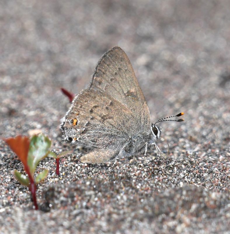 Goldhunter's Hairstreak: Satyrium auretorum