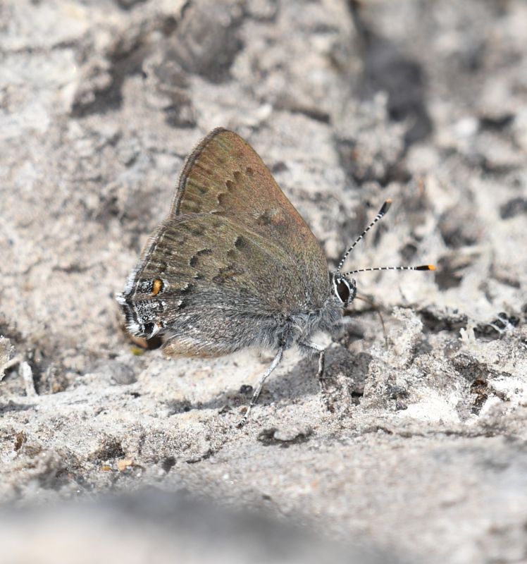 Goldhunter's Hairstreak: Satyrium auretorum