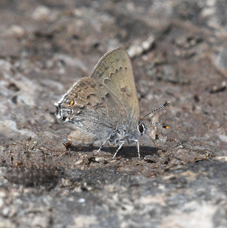 Goldhunter's Hairstreak: Satyrium auretorum