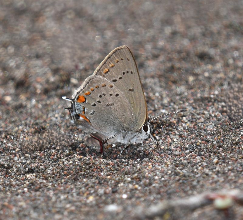 California Hairstreak: Satyrium californica