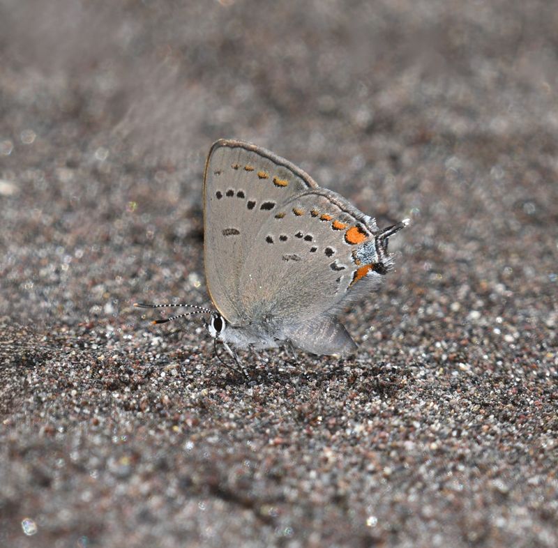 California Hairstreak: Satyrium californica