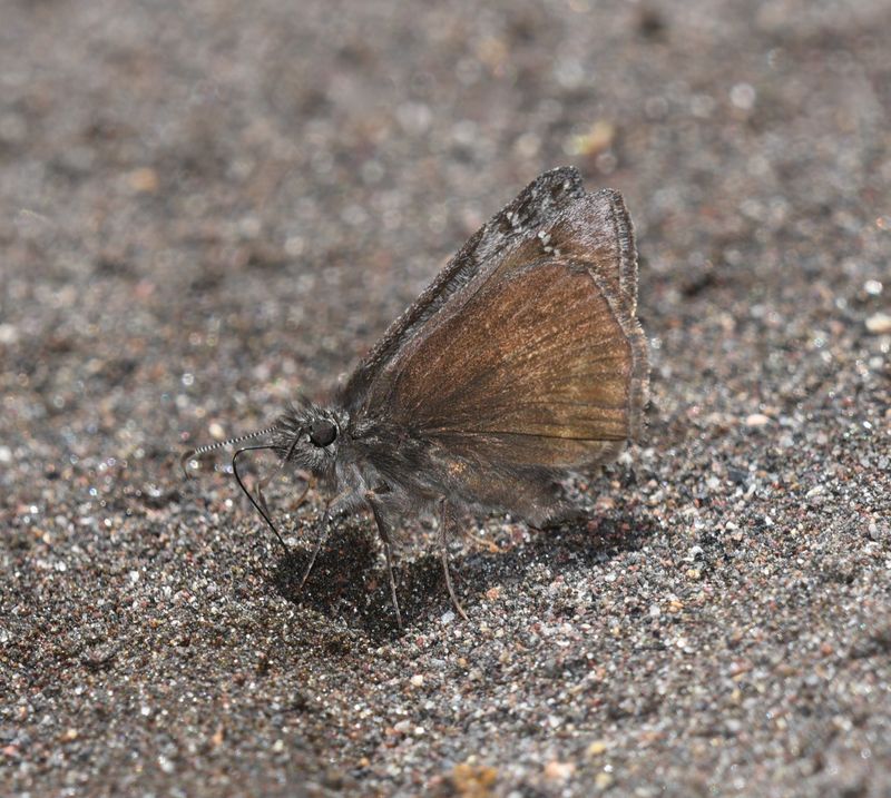 Propertius Duskywing: Erynnis propertius