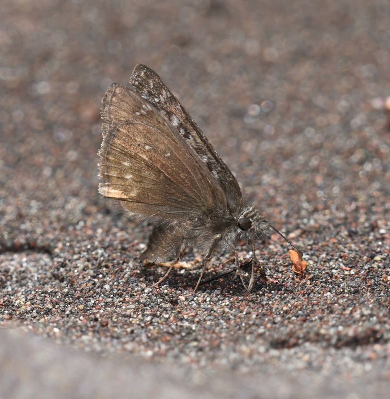 Propertius Duskywing: Erynnis propertius