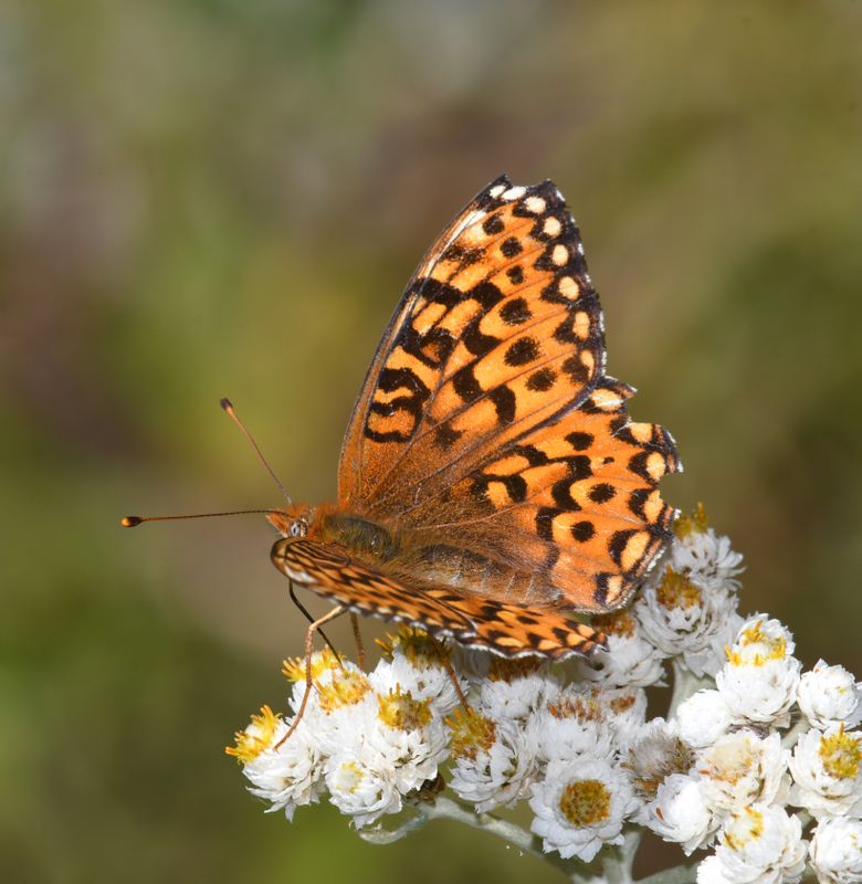 Zerene Fritillary: Speyeria zerene bremnerii