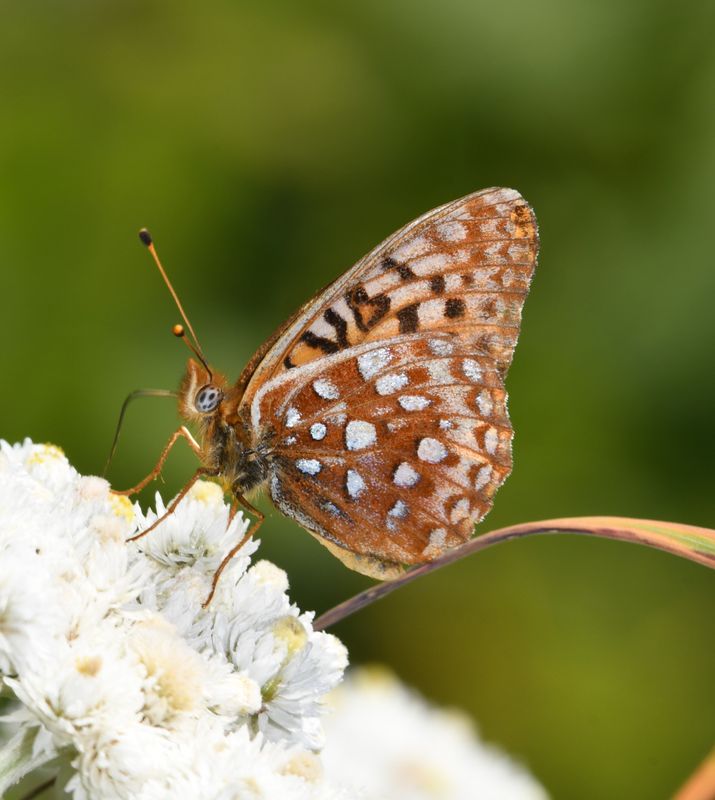 Zerene Fritillary: Speyeria zerene bremnerii