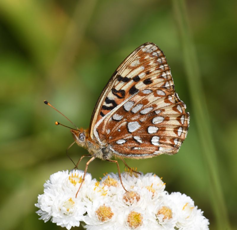 Zerene Fritillary: Speyeria zerene bremnerii