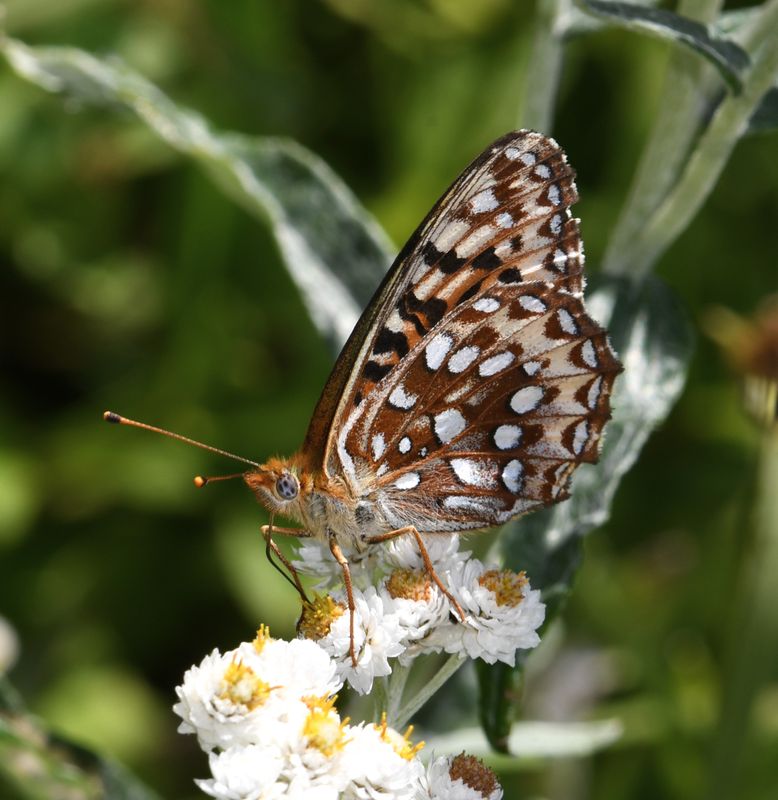Zerene Fritillary: Speyeria zerene bremnerii