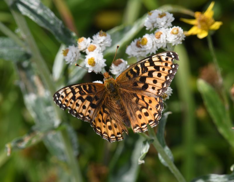Zerene Fritillary: Speyeria zerene bremnerii