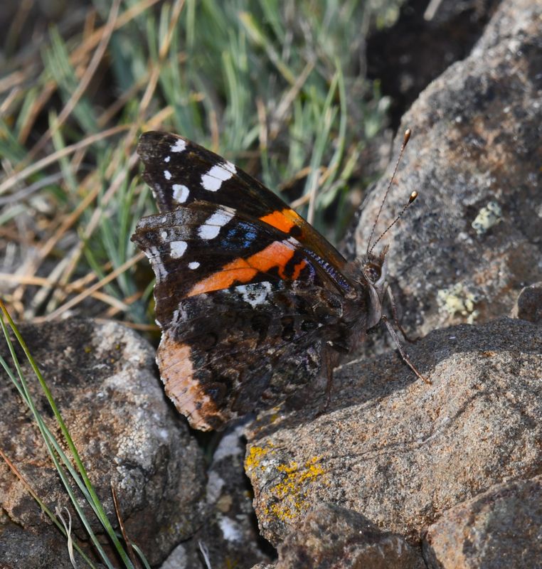 Red Admiral: Vanessa atalanta