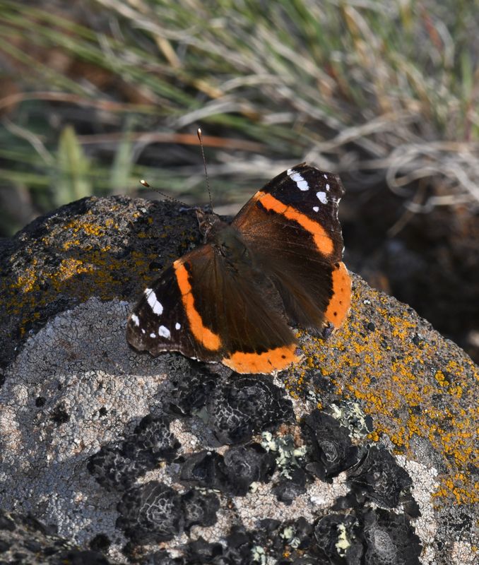 Red Admiral: Vanessa atalanta