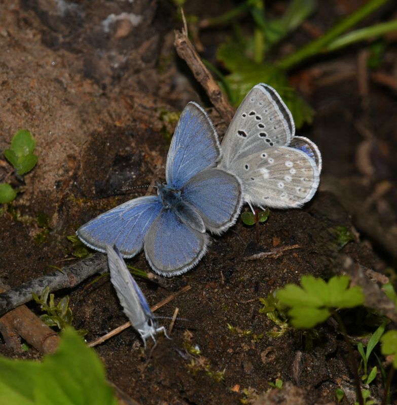 Boisduval's Blue: Icaricia icarioides