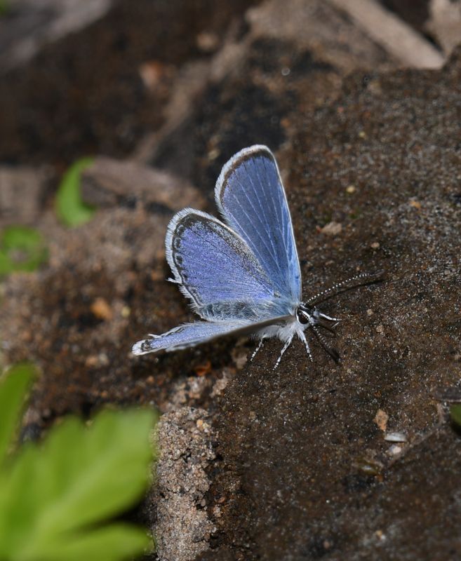 Western Tailed Blue: Cupido amyntula