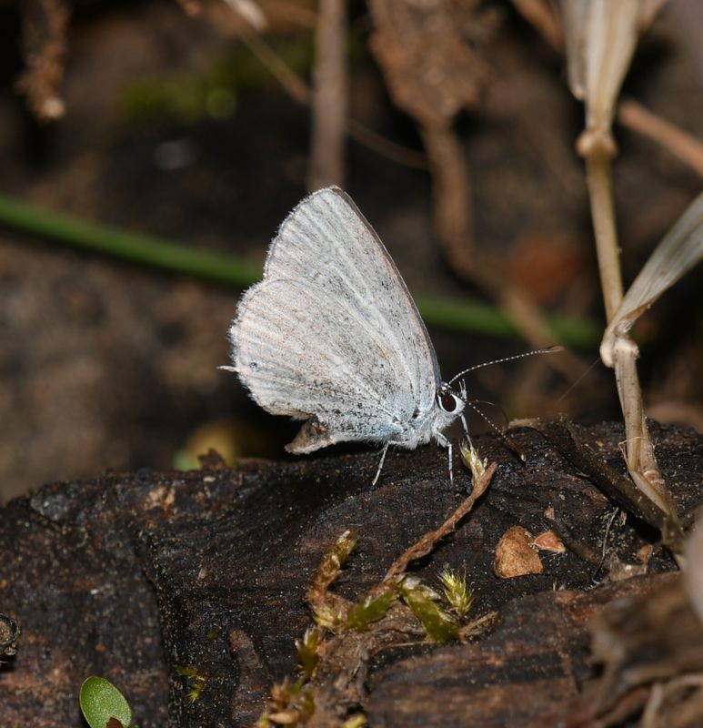 Western Tailed Blue: Cupido amyntula