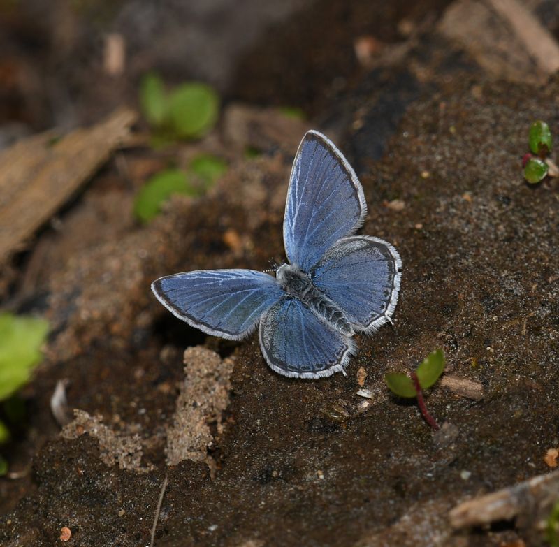 Western Tailed Blue: Cupido amyntula