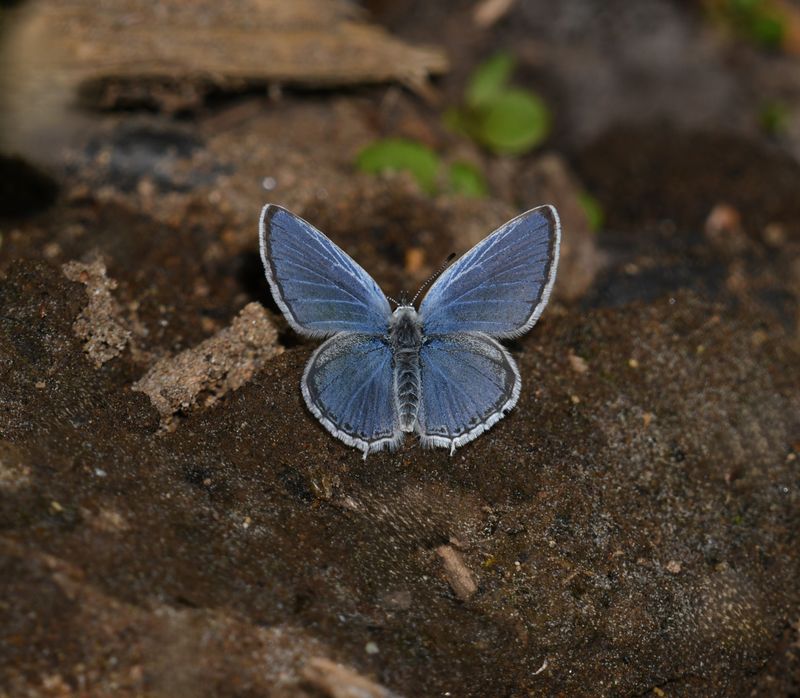 Western Tailed Blue: Cupido amyntula