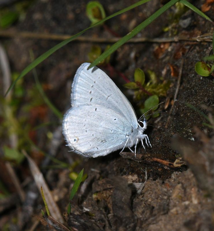 Western Tailed Blue: Cupido amyntula