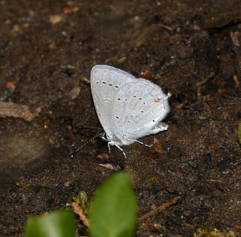 Western Tailed Blue: Cupido amyntula