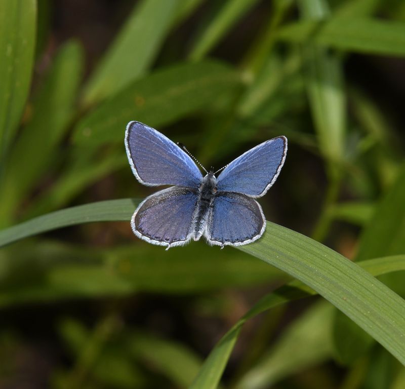Western Tailed Blue: Cupido amyntula
