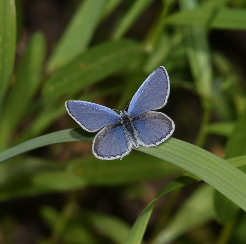 Blue, Western Tailed