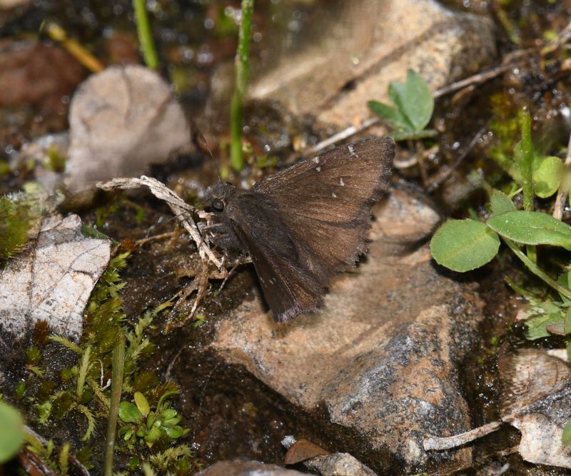 Cloudywing, Northern