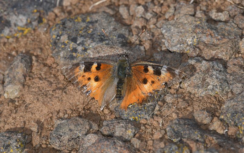 Tortoiseshell, California