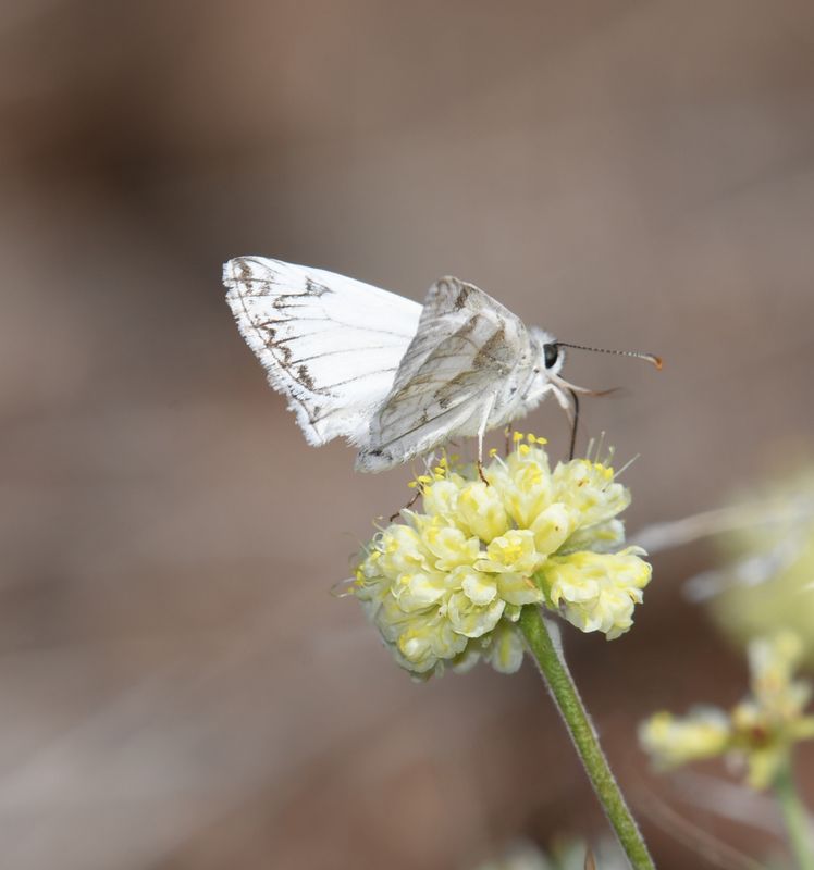 Skipper, Northern White