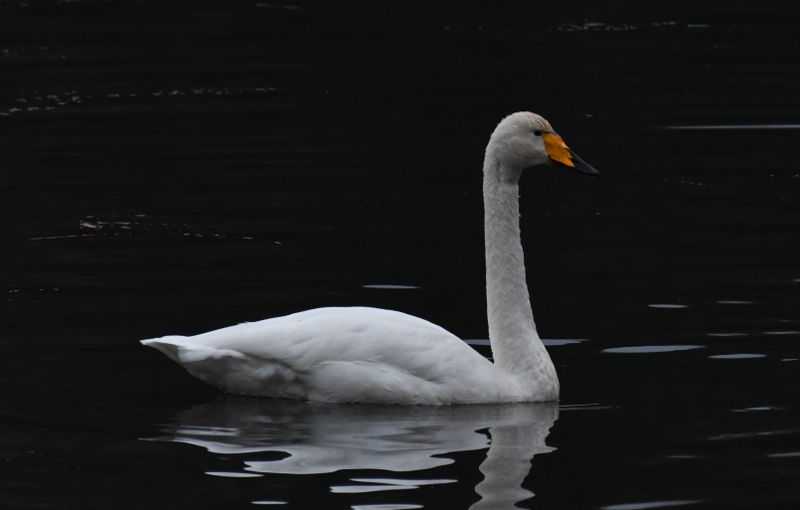 Whooper Swan