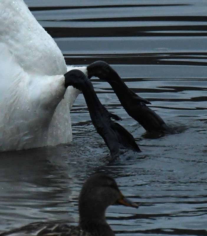 Whooper Swan
