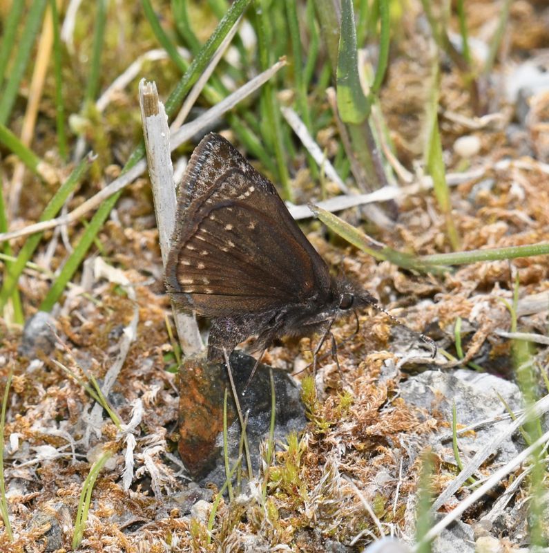 Duskywing, Persius