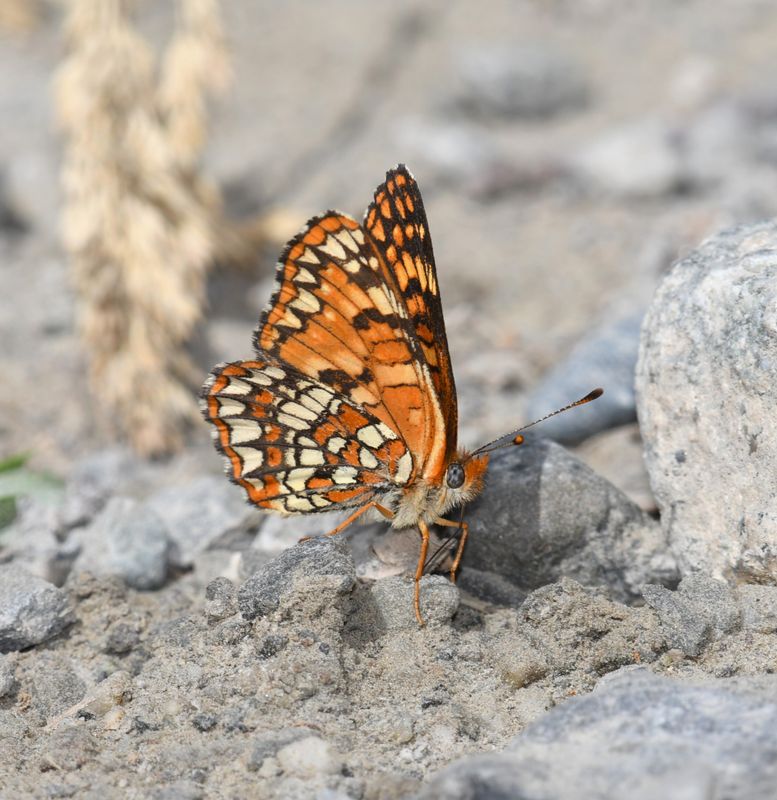 Checkerspot, Northern