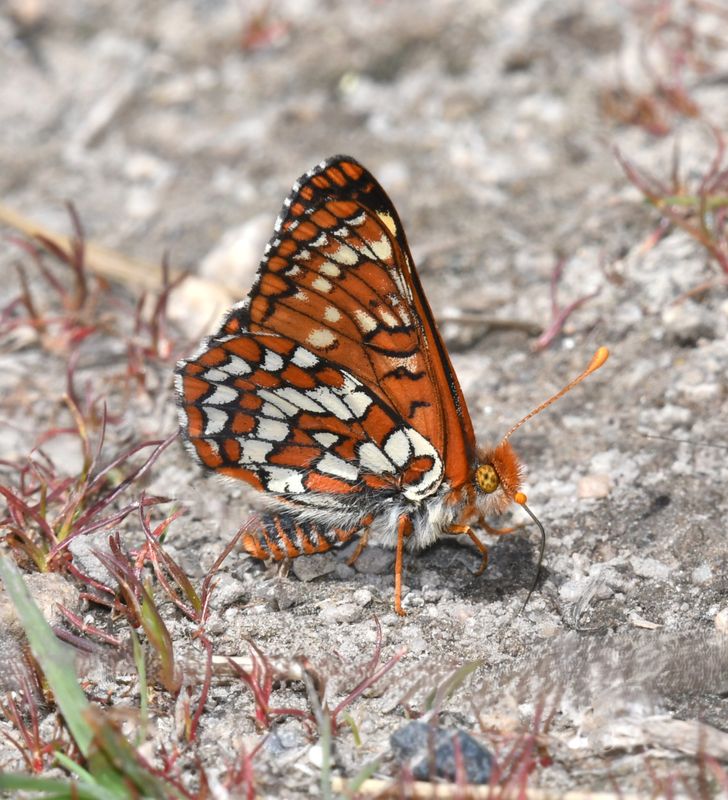 Checkerspot, Anicia