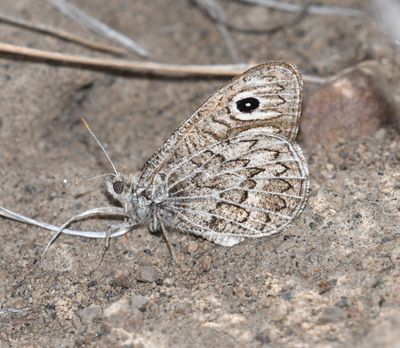 Ridings' Satyr: Neominois ridingsii