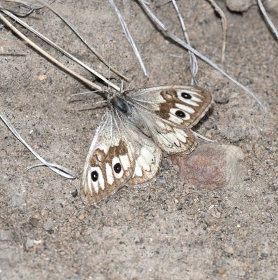 Ridings' Satyr: Neominois ridingsii