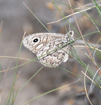 Ridings' Satyr: Neominois ridingsii