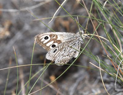 Ridings' Satyr: Neominois ridingsii