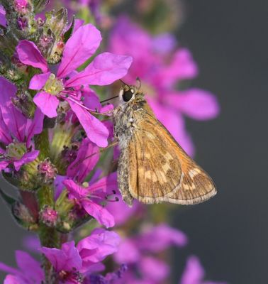 Sachem: Atalopedes campestris