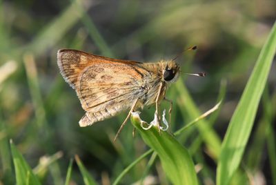 Sachem: Atalopedes campestris