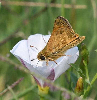 Sachem: Atalopedes campestris