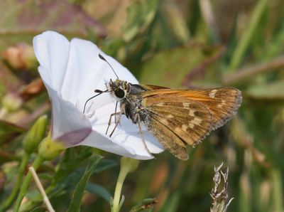 Sachem: Atalopedes campestris