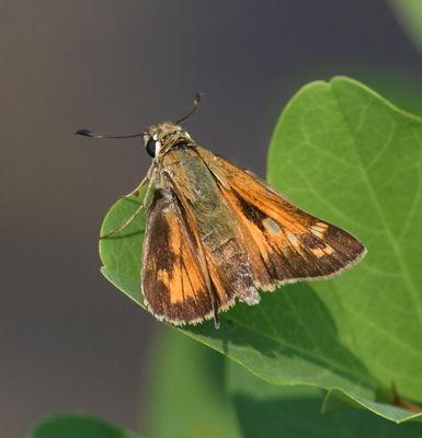 Sachem: Atalopedes campestris