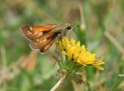 Sachem: Atalopedes campestris