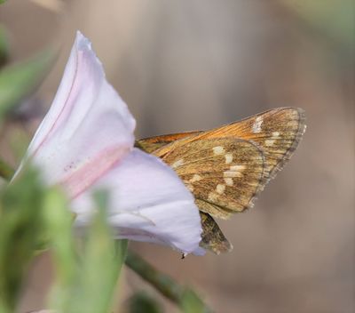 Sachem: Atalopedes campestris