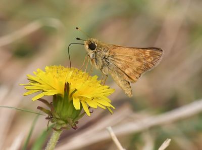 Sachem: Atalopedes campestris