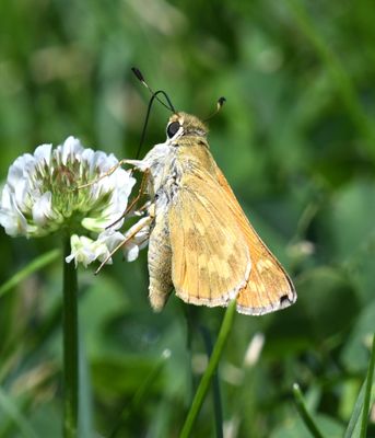 Sachem: Atalopedes campestris