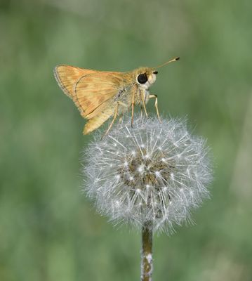 Sachem: Atalopedes campestris