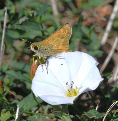 Sachem: Atalopedes campestris