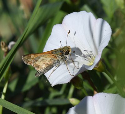 Sachem: Atalopedes campestris