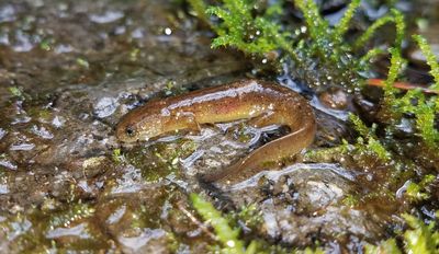 Cascade Torrent Salamander