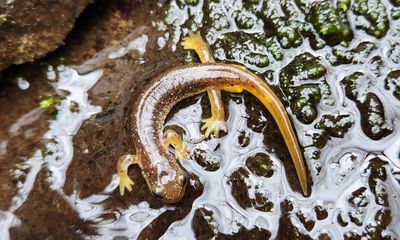 Cascade Torrent Salamander