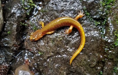 Van Dyke's Salamander